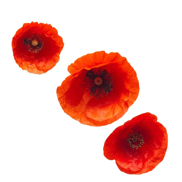Collection Wild Red Poppy Flower Isolated White Background Flat Lay — Stock Photo, Image