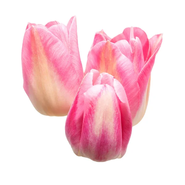 Ramo Flores Tulipanes Rosados Aislados Sobre Fondo Blanco Bodegón Boda — Foto de Stock