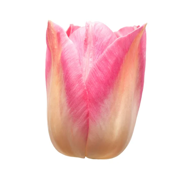 一朵粉红色的郁金香花 在白色的背景上被隔离 平静的生活 平躺在地上 俯瞰四周 — 图库照片
