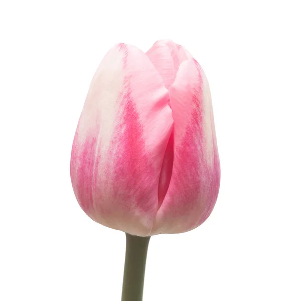 Fiore Tulipano Rosa Isolato Sfondo Bianco Natura Morta Matrimonio Posa — Foto Stock
