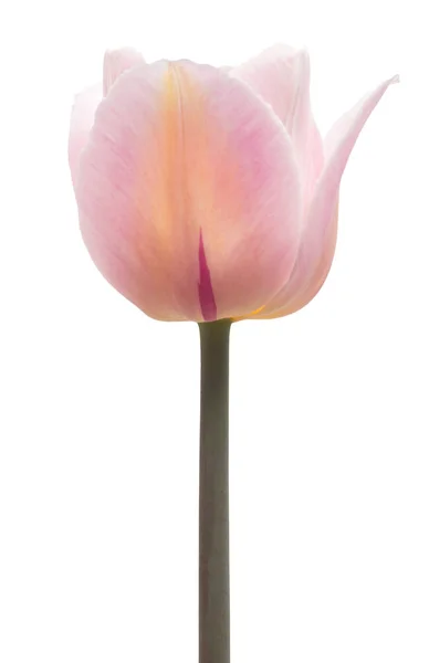 One Pink Tulip Flower Isolated White Background Still Life Wedding — Stock Photo, Image