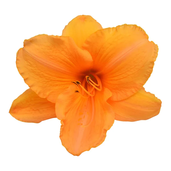 Day Lily Beautiful Delicate Flower Isolated White Background Bright Orange — Stock Photo, Image