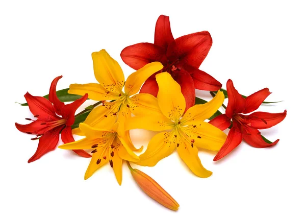 Gelbe Und Rote Lilie Mit Knospen Auf Weißem Hintergrund Blumen — Stockfoto