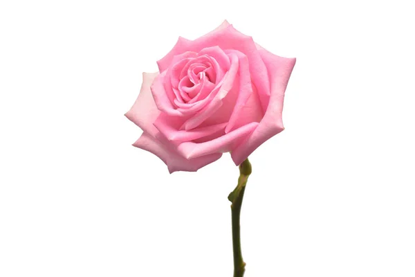 Bela Flor Rosa Isolado Fundo Branco Cartão Casamento Saudações Verão — Fotografia de Stock