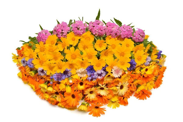 อดอกไม ปไข สวยงามด วยดอกไม ของ Calendarula Koreopsis คาร เนช นและดอกข — ภาพถ่ายสต็อก