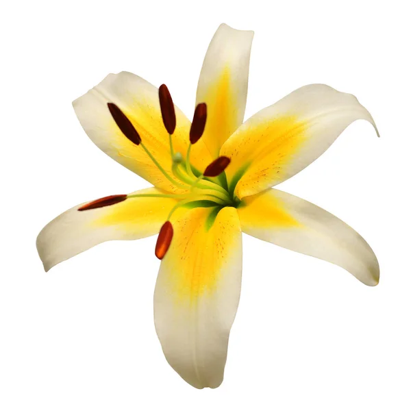 黄色のユリの花は 白い背景で隔離 花には ヒトデが似ています フラット横たわっていた トップ ビュー 雄しべ — ストック写真