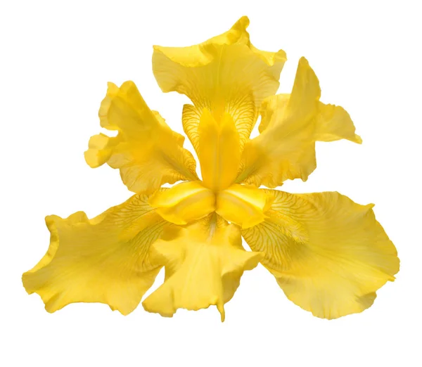 Bellissimo Fiore Iris Giallo Isolato Sfondo Bianco Pasqua Estate Primavera — Foto Stock