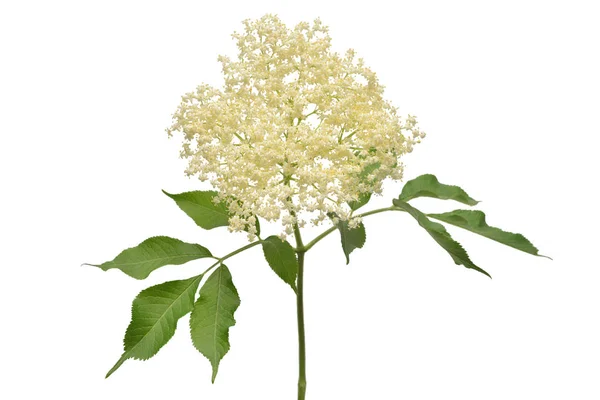 Ramo Fiorito Sambuco Con Foglie Isolate Fondo Bianco Fiore Sambucus — Foto Stock