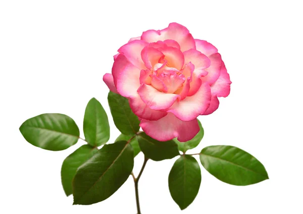 Schöne Blume Rosa Rose Isoliert Auf Weißem Hintergrund Hochzeitskarte Gruß — Stockfoto