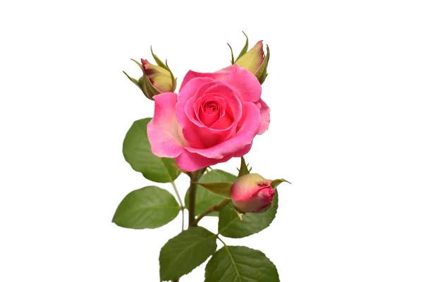 Schöne Blume Rosa Rose Isoliert Auf Weißem Hintergrund Hochzeitskarte Gruß — Stockfoto