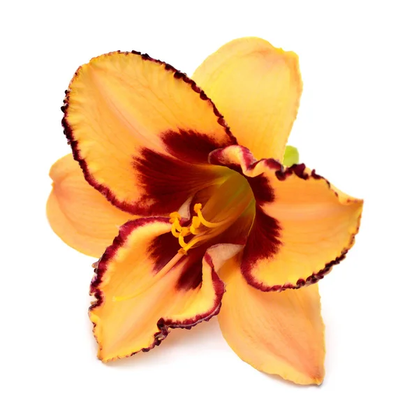 Gün Lily Güzel Narin Çiçek Beyaz Arka Plan Üzerinde Izole — Stok fotoğraf