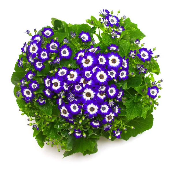 Bukett Blå Blommor Cineraria Med Lämnar Isolerade Vit Bakgrund Platt — Stockfoto