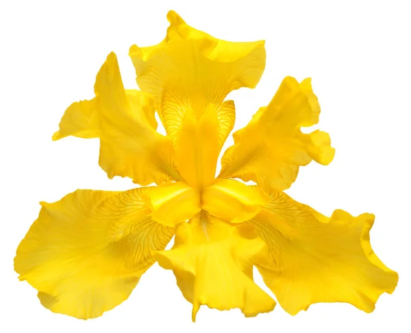 Hermosa Flor Amarilla Del Iris Aislada Sobre Fondo Blanco Semana — Foto de Stock