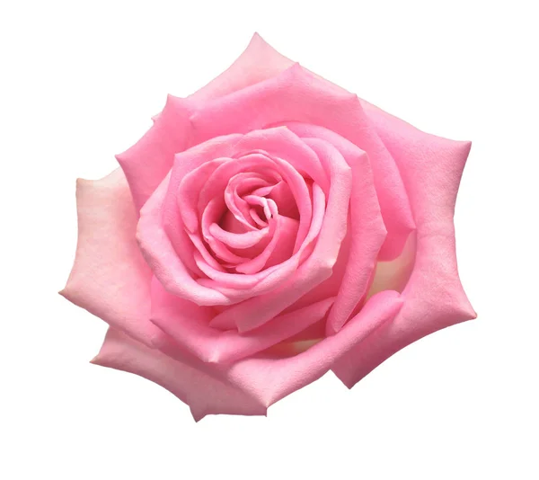 Macro Belle Fleur Rose Rose Isolé Sur Fond Blanc Carte — Photo