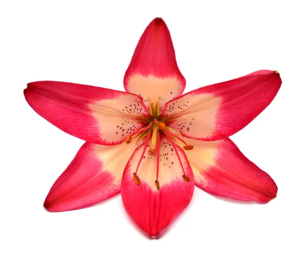 Beautiful Bouquet Red Lily Flower Isolated White Background Form Starfish — Stock Photo, Image
