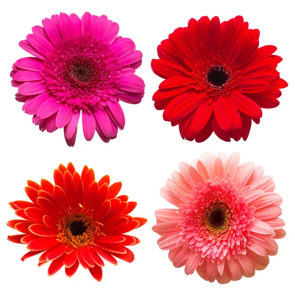 Collection Flower Gerbera Isolated White Background Beautiful Floral Composition Pattern — Stock Photo, Image