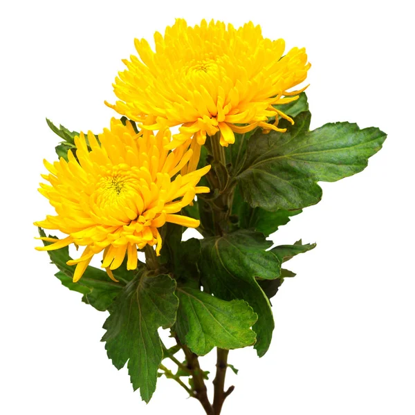 两朵黄色菊花在白色背景下分离 — 图库照片