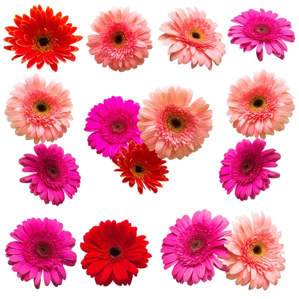 Kolekce Květiny Gerbera Izolovaných Bílém Pozadí Krásné Květinové Složení Vzorku — Stock fotografie