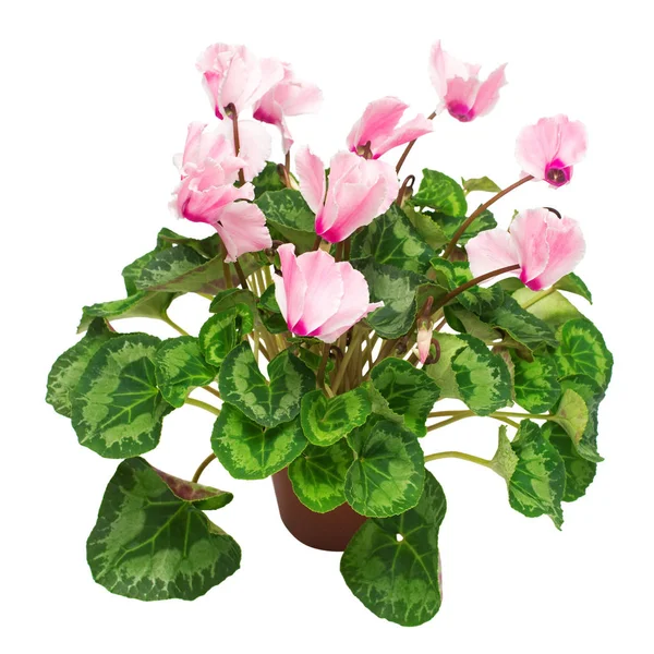 Fleur Cyclamen Rose Dans Pot Isolé Sur Fond Blanc Été — Photo