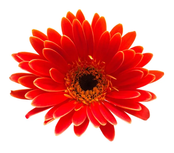 Gerbera Rouge Isolé Sur Fond Blanc — Photo