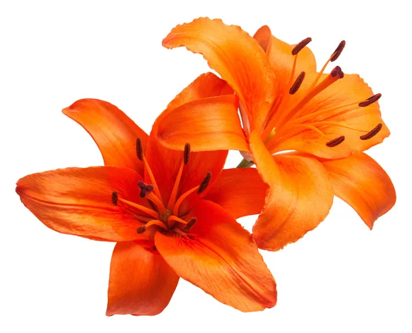 繊細なオレンジ色の美しいユリの花束リリウム アジア ハイブリッド オレンジ トン白い背景上に分離 ファッショナブルな創造的な花組成物 フラット横たわっていた トップ ビュー バレンタインの日 — ストック写真