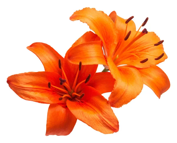 Boeket Van Mooie Delicaat Oranje Lelies Lilium Asiatic Hybride Orange — Stockfoto