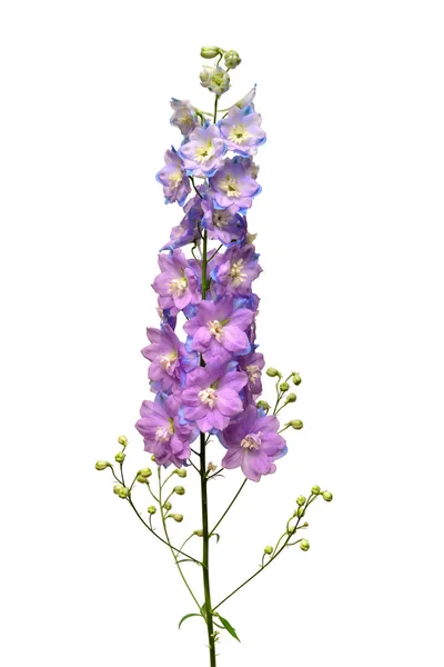 Όμορφη Violet Delphinium Λουλούδι Που Απομονώνονται Λευκό Φόντο Επίπεδη Lay — Φωτογραφία Αρχείου