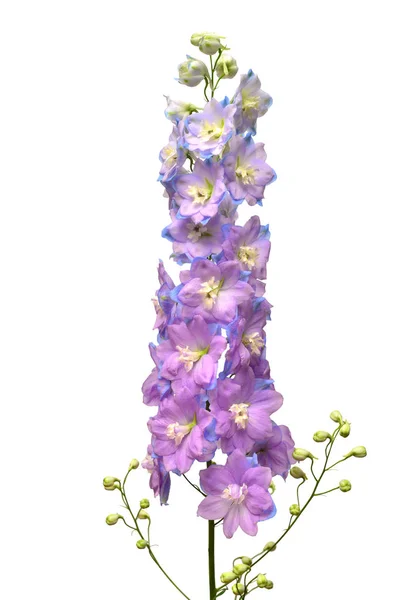 Schöne Violette Delphinium Blume Isoliert Auf Weißem Hintergrund Flache Lage — Stockfoto