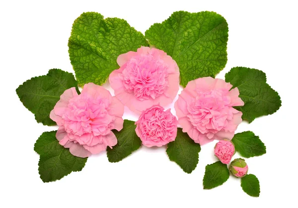 Творча Делікатна Композиція Рожевих Квітів Листям Ізольовані Білому Тлі Плоский — стокове фото