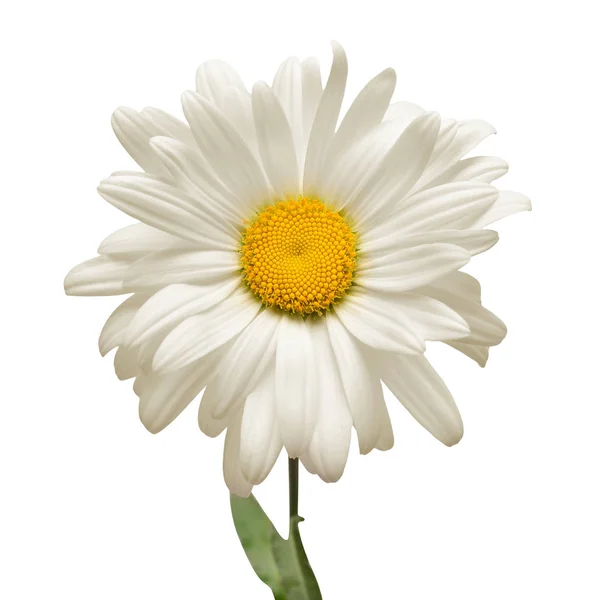 Una Flor Margarita Blanca Aislada Sobre Fondo Blanco Asiento Plano — Foto de Stock