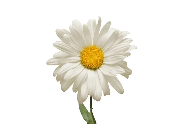 One White Daisy Flower Isolated White Background Flat Lay Top — Stock Photo, Image