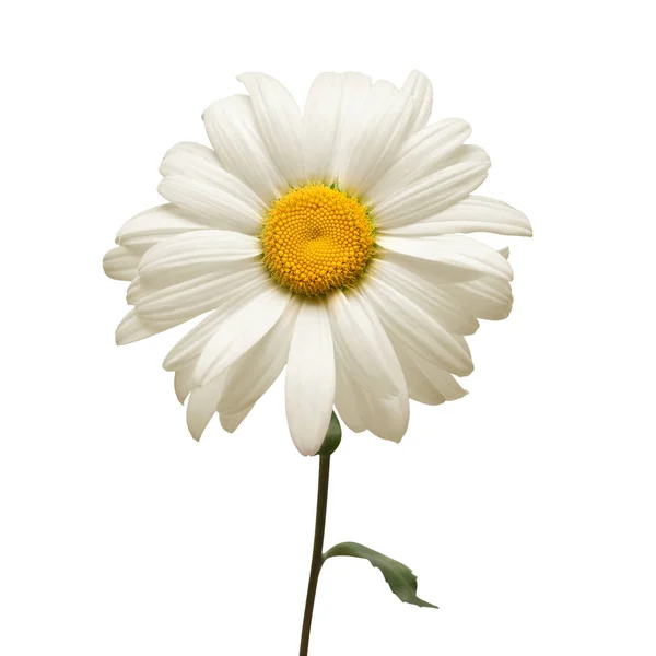 Uma Flor Margarida Branca Isolada Fundo Branco Deitado Plano Vista — Fotografia de Stock