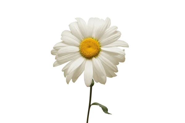 Один Белый Цветок Маргаритки Изолирован Белом Фоне Квартира Лежала Вид — стоковое фото