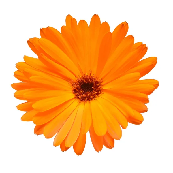 Blomma Calendula Officinalis Isolerad Vit Bakgrund Ringblommor Medicinalväxter Gyllene Kronblad — Stockfoto