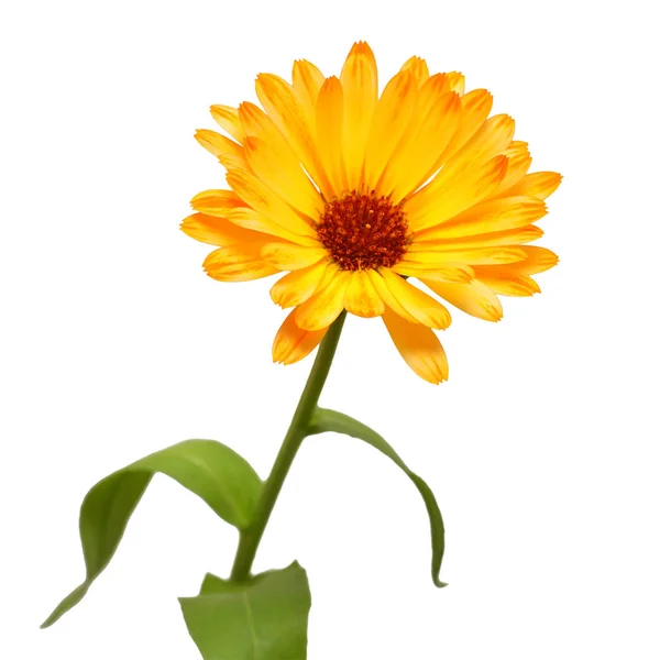 Flor Calêndula Officinalis Isolada Sobre Fundo Branco Marigolds Plantas Medicinais — Fotografia de Stock