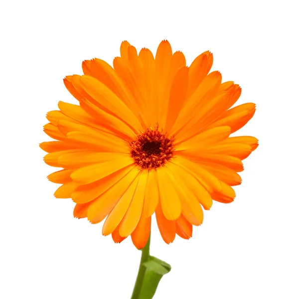 Blomma Calendula Officinalis Isolerad Vit Bakgrund Ringblommor Medicinalväxter Gyllene Kronblad — Stockfoto