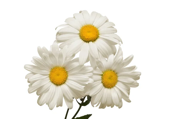 Nez Fleur Marguerite Blanche Isolée Sur Fond Blanc Couché Plat — Photo