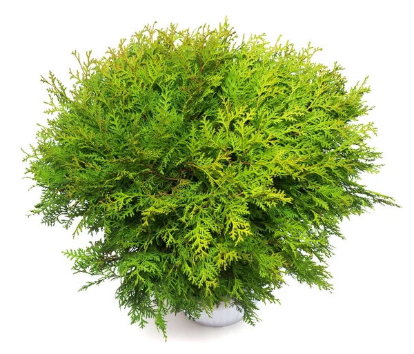 Thuja Occidentalis Danica Isolated White Background Coniferous Trees Flat Lay Stock Picture