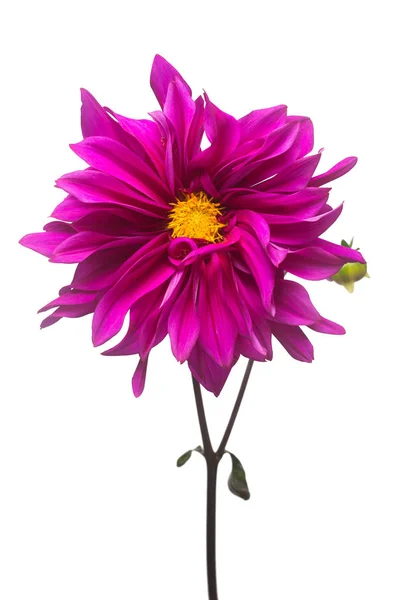 Purple dahlia flower macro isolated on white background. Botanical, concept, flora, idea. Flat lay, top view. Wedding, bride, love — Stock Image Purple Dahlia Flower Macro Isolated White Background Botanical Concept Flora Stock Image