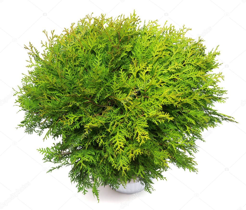 Thuja occidentalis danica isolated on white background. Coniferous trees. Flat lay, top view