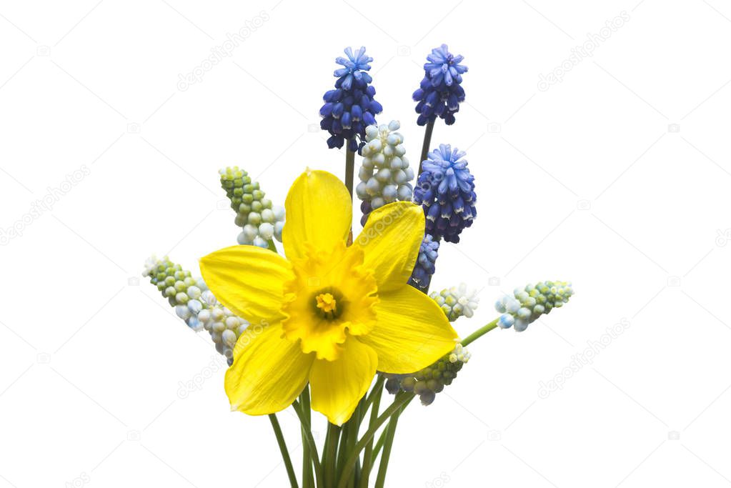 Bouquet yellow daffodil and blue grape hyacinth isolated on white background. Spring concept. Flat lay, top view