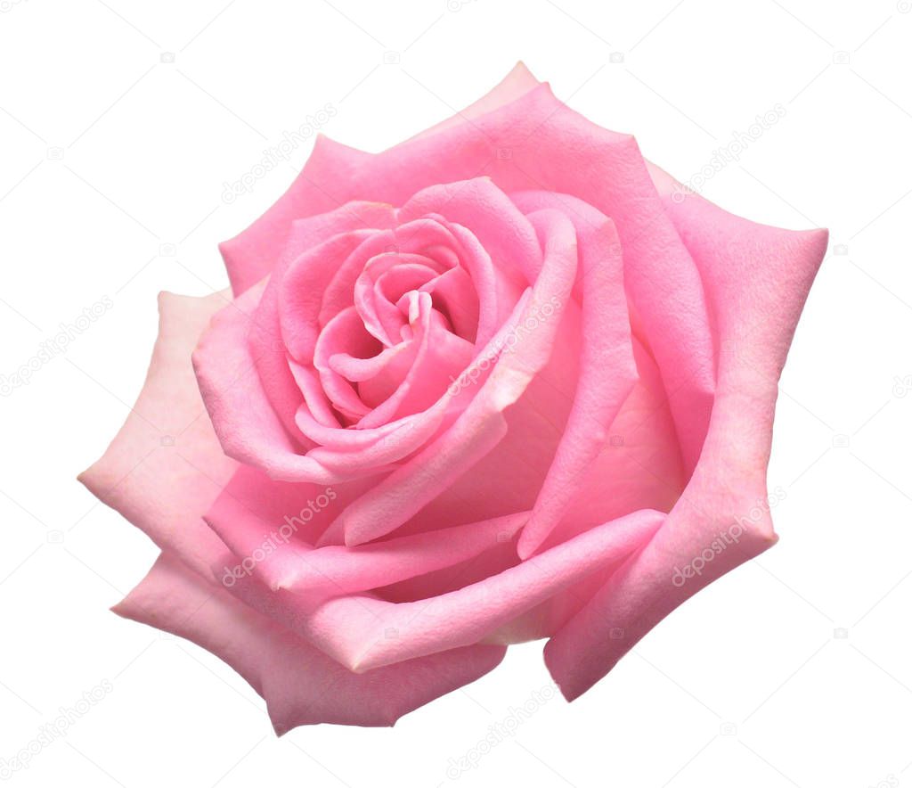 Beautiful flower pink rose isolated on white background. Wedding card. Greeting. Summer. Spring. Flat lay, top view. Love. Valentine's Day