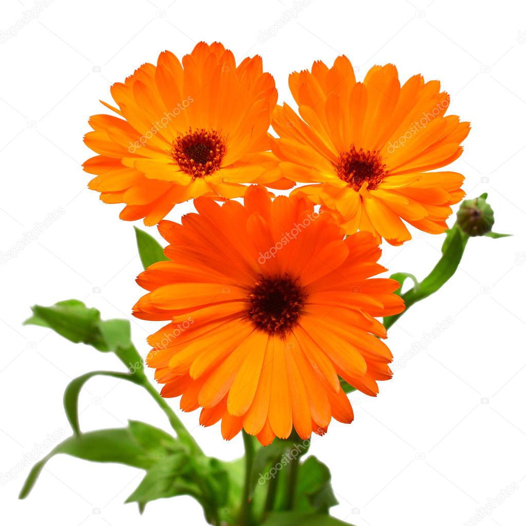 Flower of calendula officinalis bouquet with leaves isolated on white background. Marigolds, medicinal plants. Golden petals. Flat lay, top view. Floral pattern, object