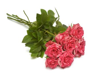 Güzel buket çiçek pembe gül çay hibrid Ukrayna seçim Pestraja Fantazija beyaz arka plan üzerinde izole. Düğün kartı. Tebrik. Yaz. Bahar. Düz yatıyordu, en iyi görünüm. Seviyorum. Sevgililer günü