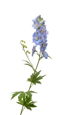 Güzel mavi delphinium çiçek beyaz arka plan üzerinde izole. Düz yatıyordu, en iyi görünüm. Çiçek desenli, nesne. Doğa kavramı