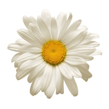 Beyaz arka plan üzerinde izole bir beyaz papatya çiçek. Düz yatıyordu, en iyi görünüm. Çiçek desenli, nesne