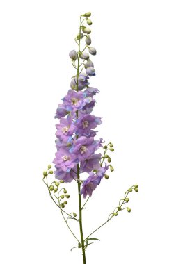 Beyaz arka plan üzerinde izole güzel menekşe delphinium çiçek. Düz yatıyordu, en iyi görünüm. Çiçek desenli, nesne. Doğa kavramı