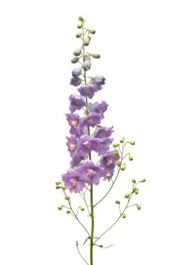 Beyaz arka plan üzerinde izole güzel menekşe delphinium çiçek. Düz yatıyordu, en iyi görünüm. Çiçek desenli, nesne. Doğa kavramı