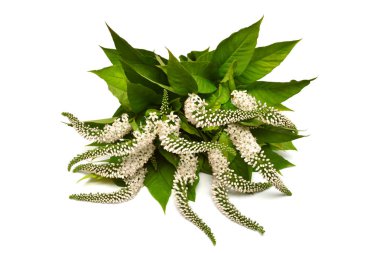 Buket çiçekleri Lysimachia Clethroides, Kaz Geyiği gevşetici beyaz arka planda izole edilmiş. Düz yerde, üst tarafta. Çiçek deseni, nesne