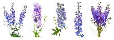 Koleksiyon güzel beyaz zemin üzerine mavi dolphinium çiçek izole. Düz yatıyordu, en iyi görünüm. Çiçek desenli, nesne. Doğa kavramı